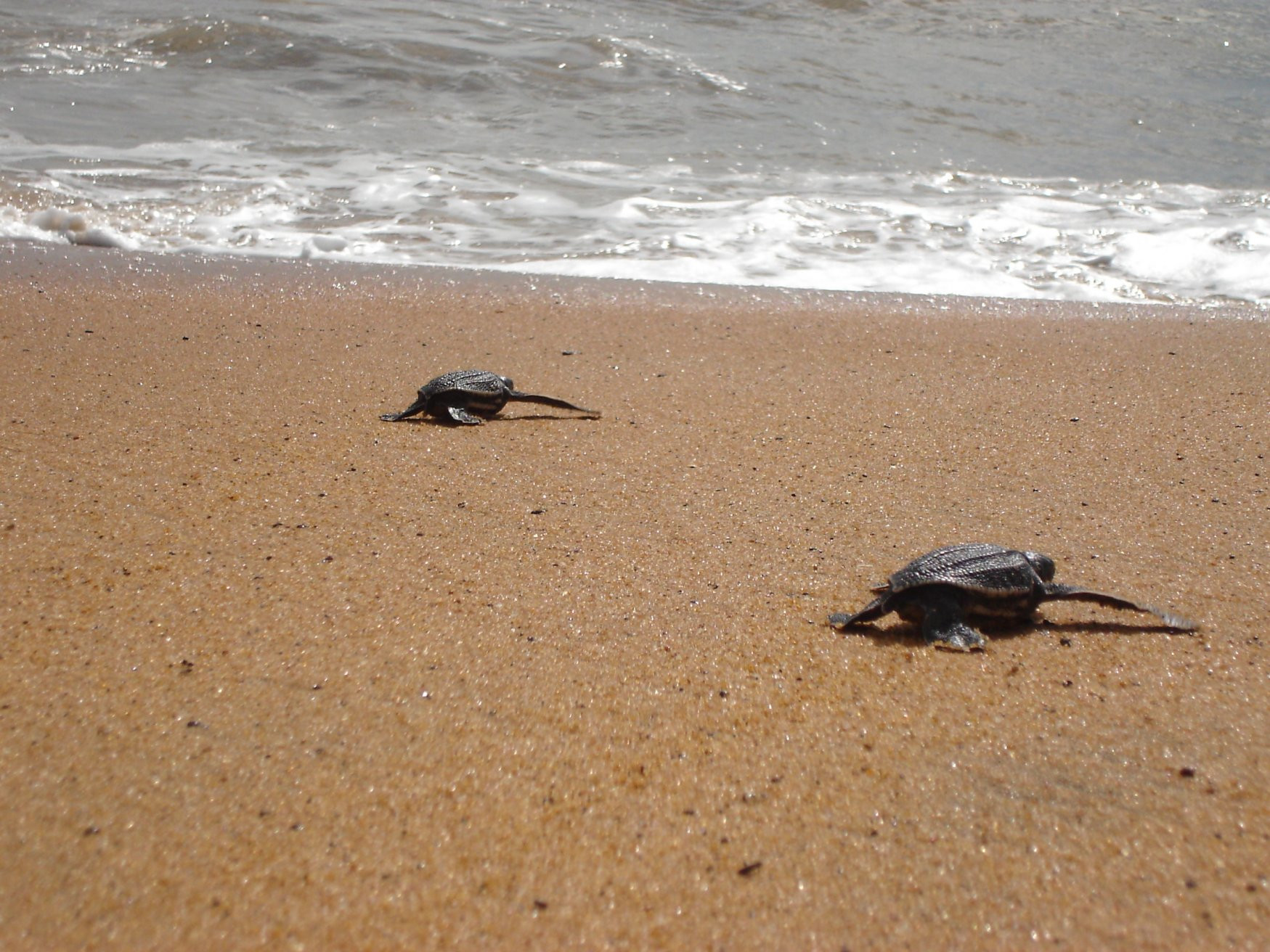 Кайенна, Французская Гвиана, фото № 71798 – фотографии Французской Гвианы