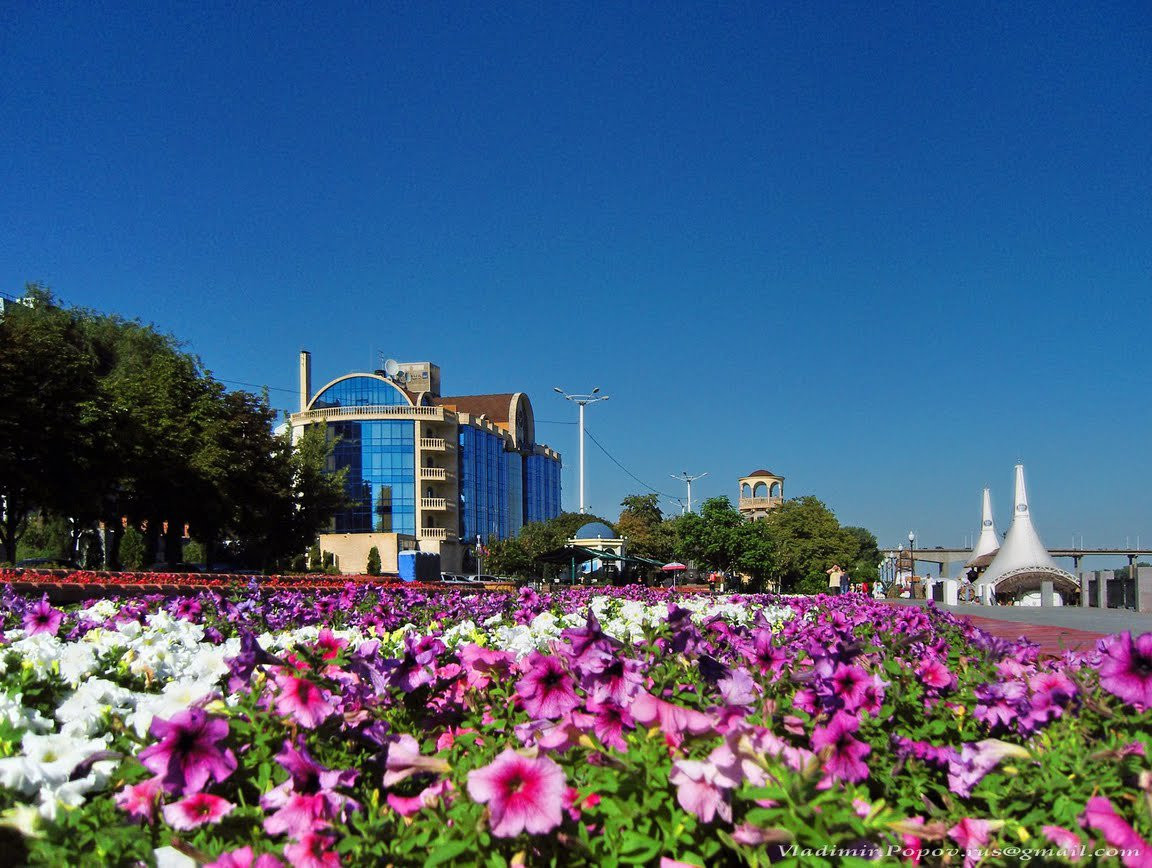 Цветы в Ростов-на-Дону, Россия – фотографии России