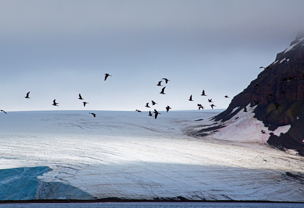 Пернатые обитатели Земли Франца-Иосифа – фотографии России