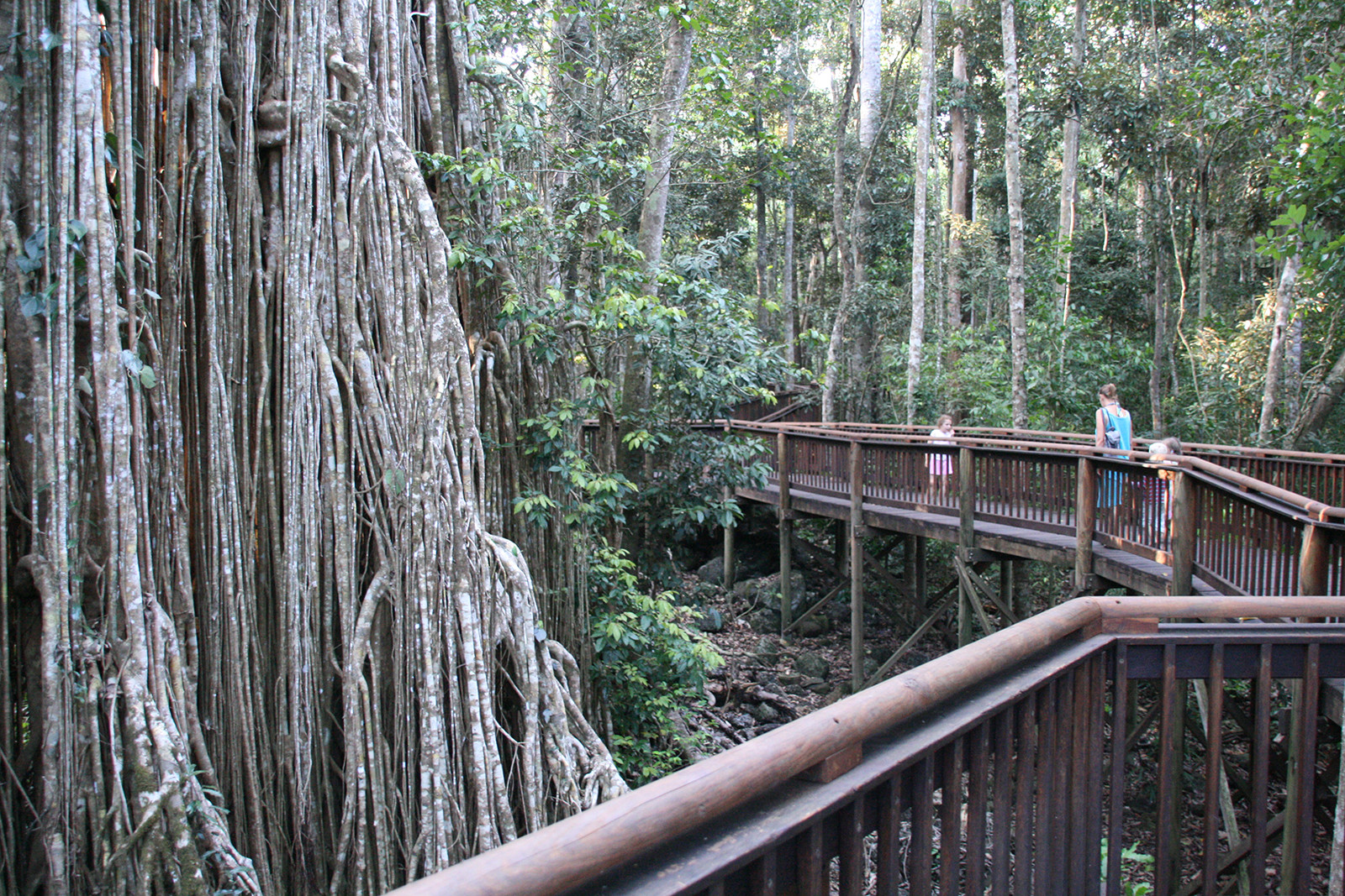 Дерево-собор (Cathedral Fig Tree), Атертон, Австралия. Фото 5 – фотографии Австралии