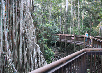 Дерево-собор (Cathedral Fig Tree), Атертон, Австралия. Фото 5 – фотографии Австралии