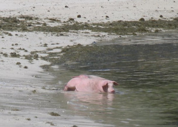 Фиджи, фото № 1103 – фотографии Фиджи