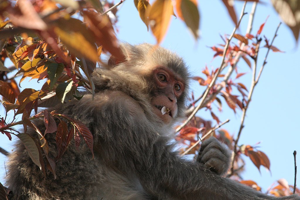 Киото, Кансай регион, Япония, фото № 72138 – фотографии Японии