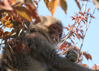 Киото, Кансай регион, Япония, фото № 72138 – фотографии Японии