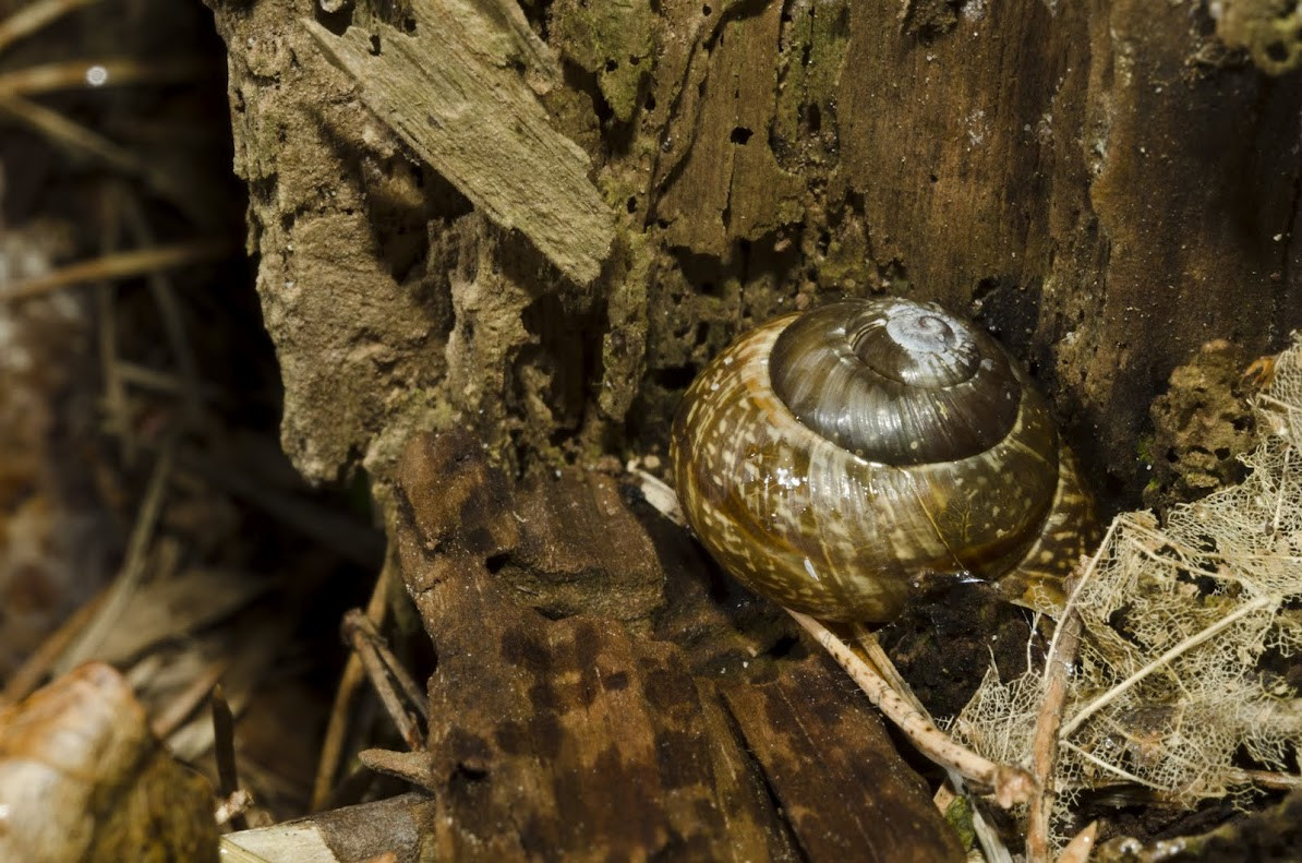 Улитка вроде бы – фотографии Латвии