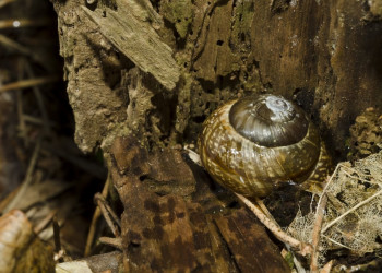 Улитка вроде бы – фотографии Латвии