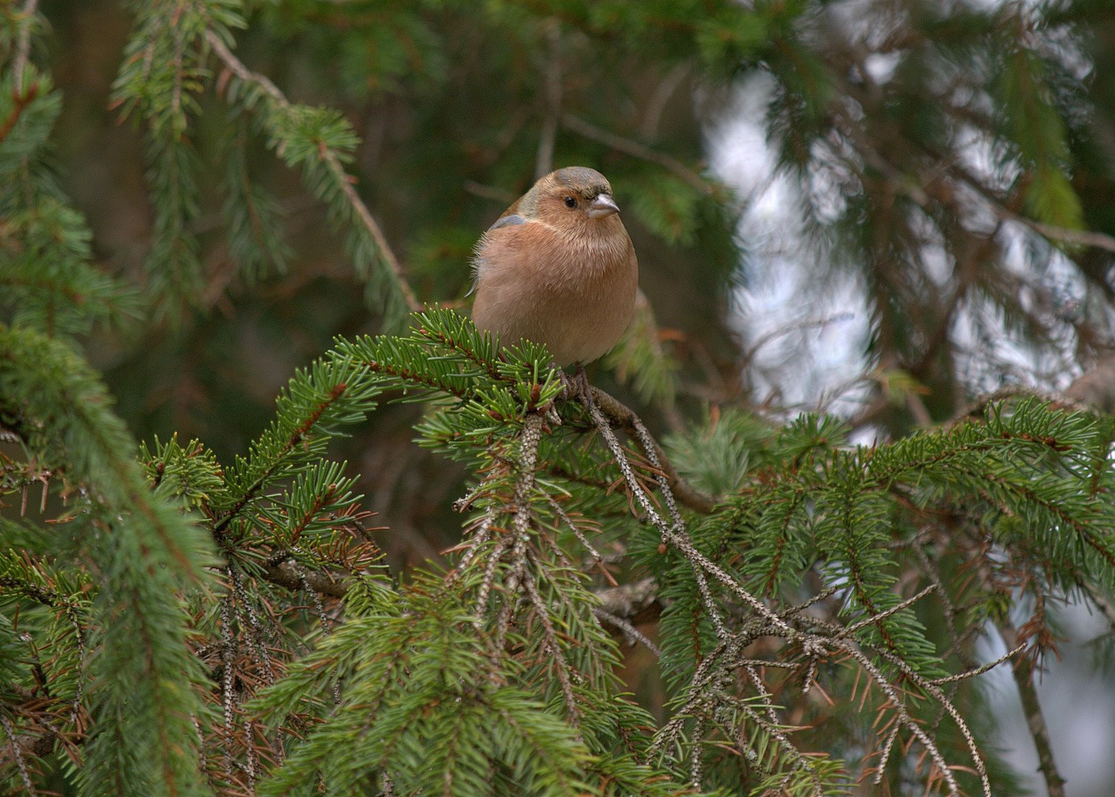 Бохинь Озеро, Словения, фото № 56929 – фотографии Словении