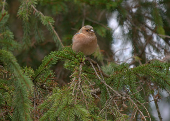 Бохинь Озеро, Словения, фото № 56929 – фотографии Словении