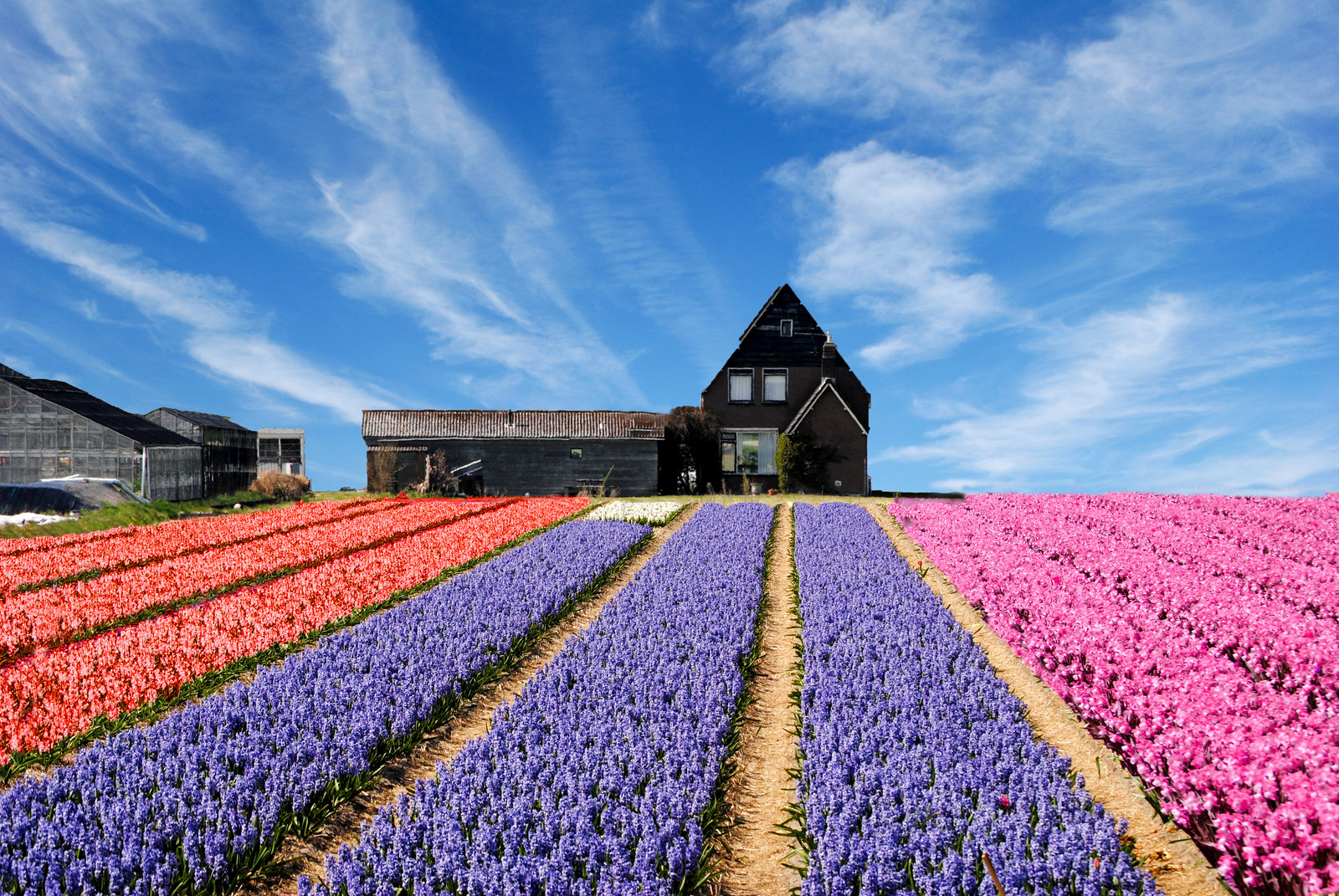Путешествуем по Голландии. Фото 2 – фотографии Нидерландов