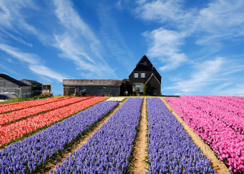 Путешествуем по Голландии. Фото 2 – фотографии Нидерландов