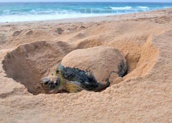 Сур, Оман, фото № 78171 – фотографии Омана