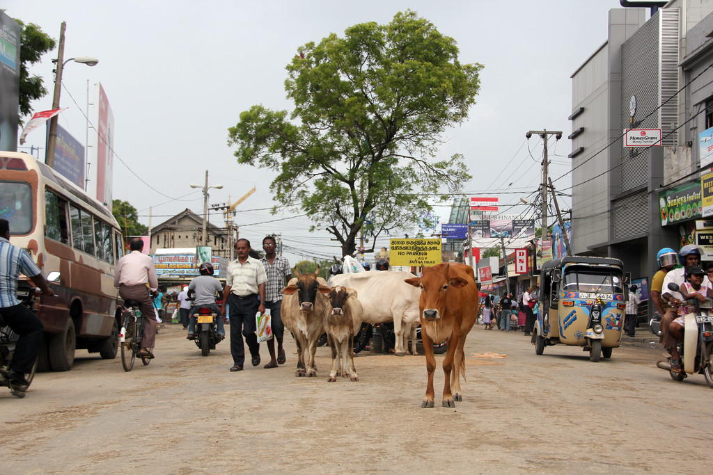Город Джафна – фотографии Шри-Ланки