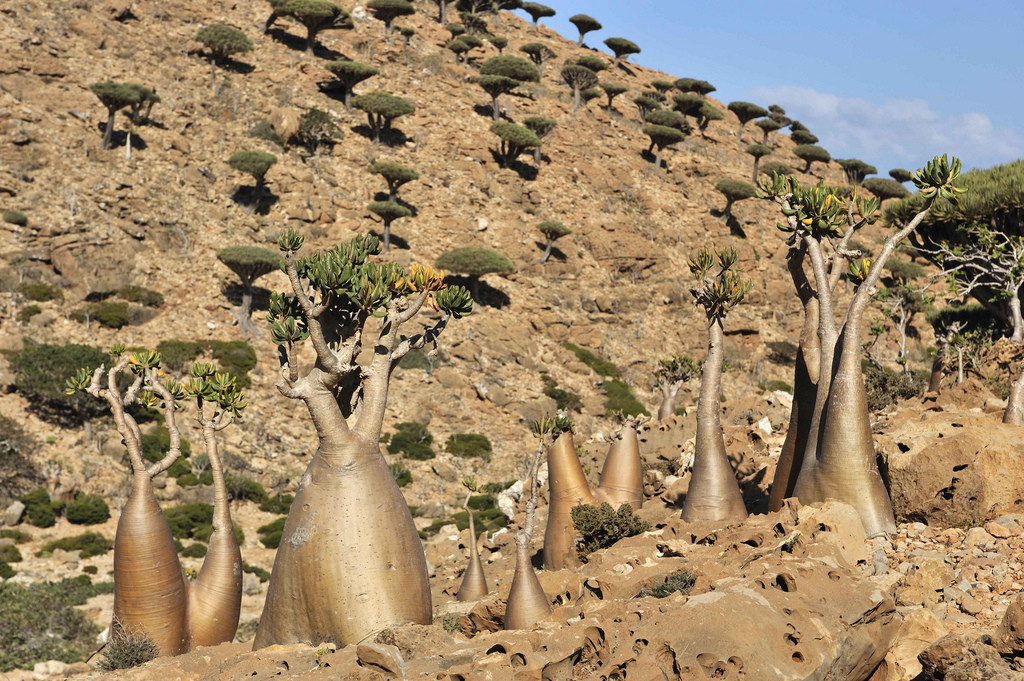 Остров Сокотра (Socotra), Йемен. Фото 2 – фотографии Йемена