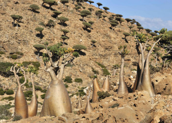 Остров Сокотра (Socotra), Йемен. Фото 2 – фотографии Йемена