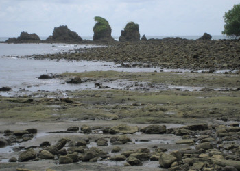 Корковадо Национальный Парк, Пунтаренас провинция, Коста-Рика, фото № 40513 – фотографии Коста-Рики