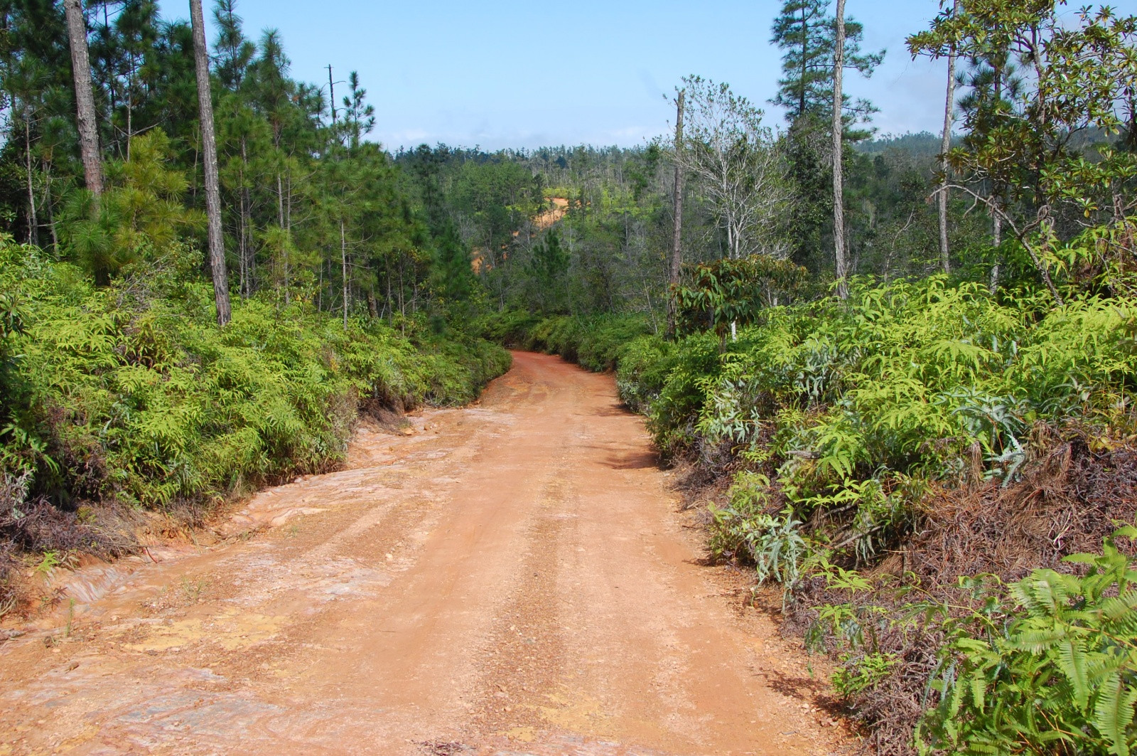 Дороги в Белизе – фотографии Белиза