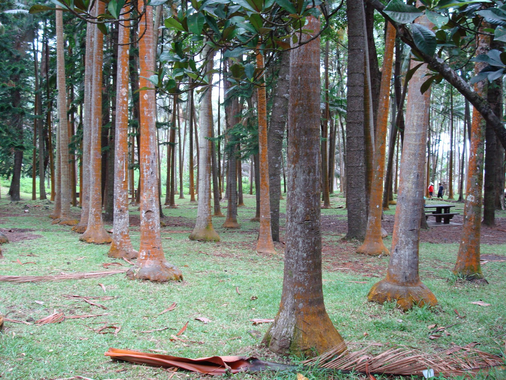 Пальмы в Сен-Роз (Saint Rose) на острове Реюньон – фотографии Реюньона
