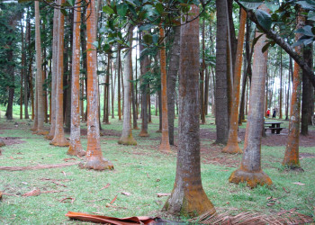 Пальмы в Сен-Роз (Saint Rose) на острове Реюньон – фотографии Реюньона