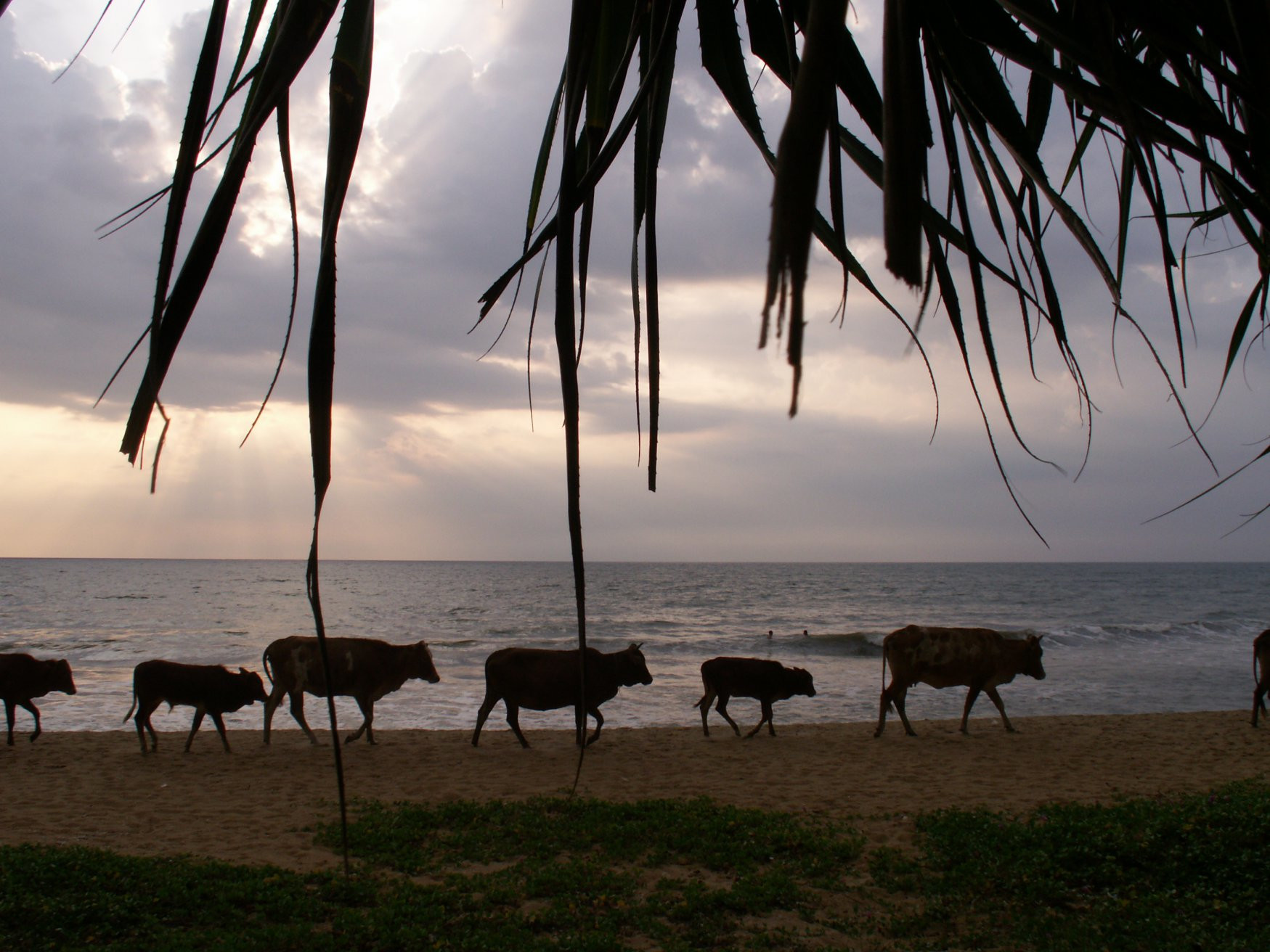 Шри-Ланка, фото № 1116 – фотографии Шри-Ланки