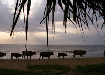 Шри-Ланка, фото № 1116 – фотографии Шри-Ланки