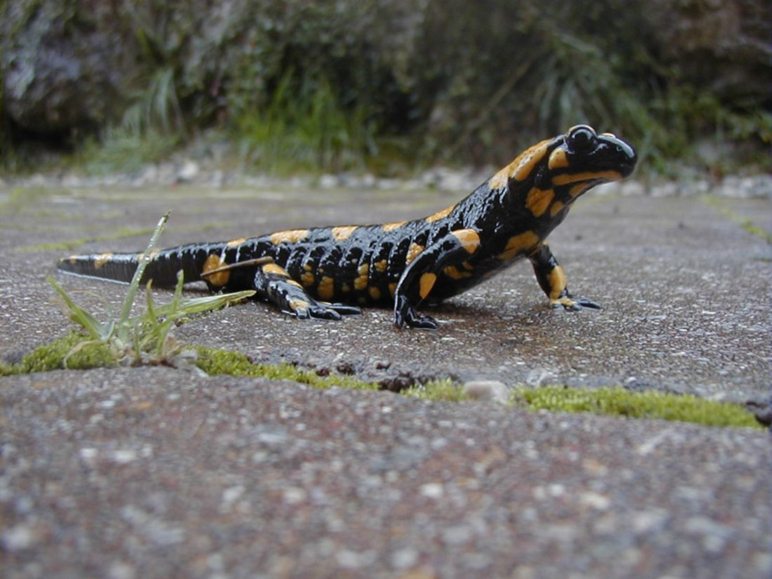 Ящерица. Национальный парк Калькальпен. Австрия. – фотографии Австрии