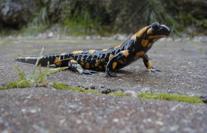 Ящерица. Национальный парк Калькальпен. Австрия. – фотографии Австрии