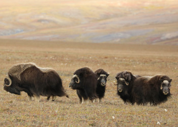 Овцебыки на острове Врангеля, Чукотка. Фото 1 – фотографии России