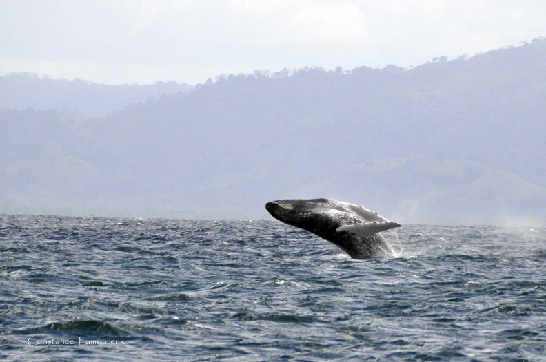 Самана, Доминикана, фото № 30624 – фотографии Доминиканы