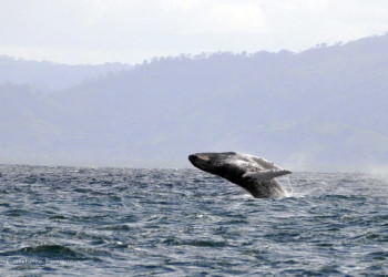 Самана, Доминикана, фото № 30624 – фотографии Доминиканы