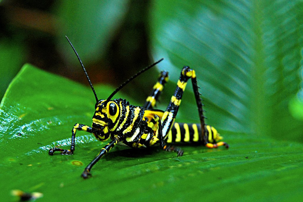 Корковадо Национальный Парк, Пунтаренас провинция, Коста-Рика, фото № 40512 – фотографии Коста-Рики