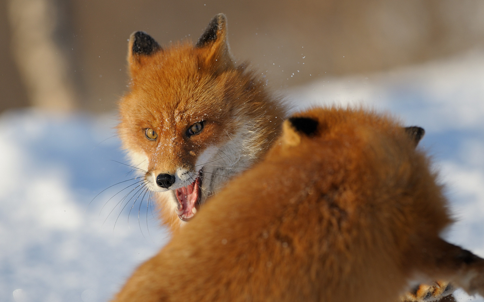 Камчатка. Россия. Фото 5 – фотографии России