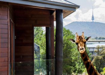 Отель-зоопарк Jamala Wildlife Lodge в Австралии. Фото 3 – фотографии Австралии