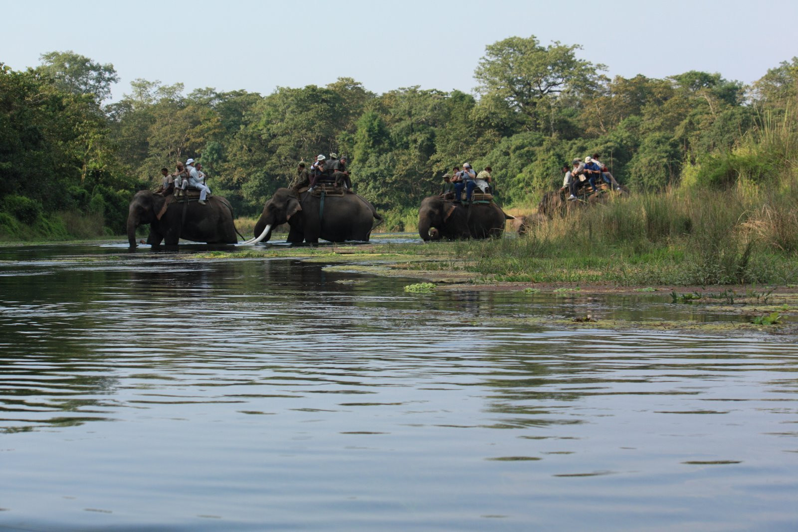 Сафари на слонах – фотографии Непала