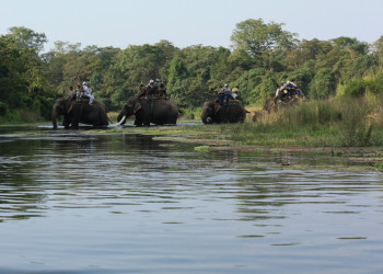 Сафари на слонах – фотографии Непала