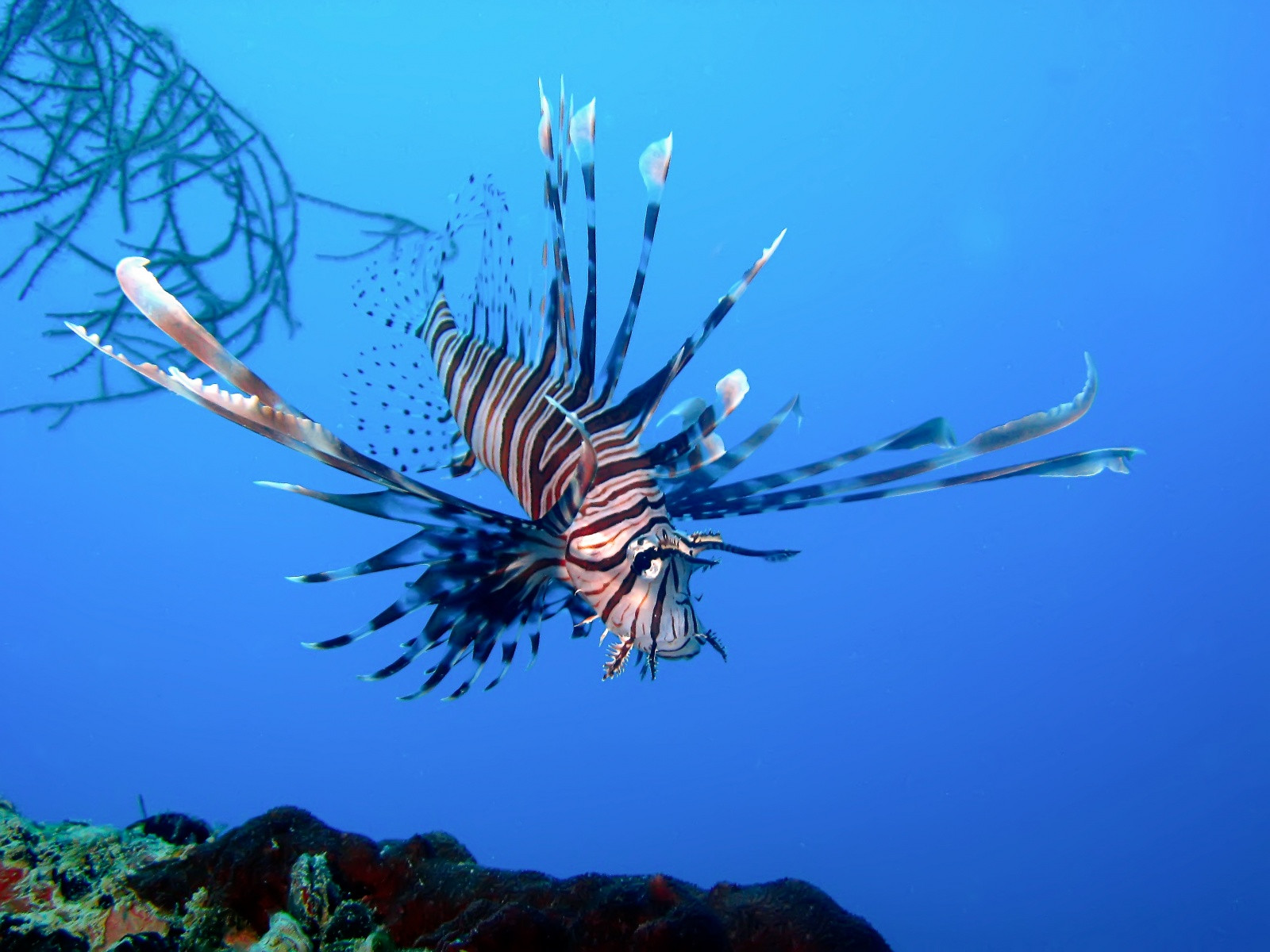 Подводный мир Палау. Фото 2 – фотографии Палау