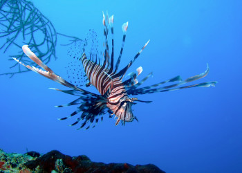 Подводный мир Палау. Фото 2 – фотографии Палау