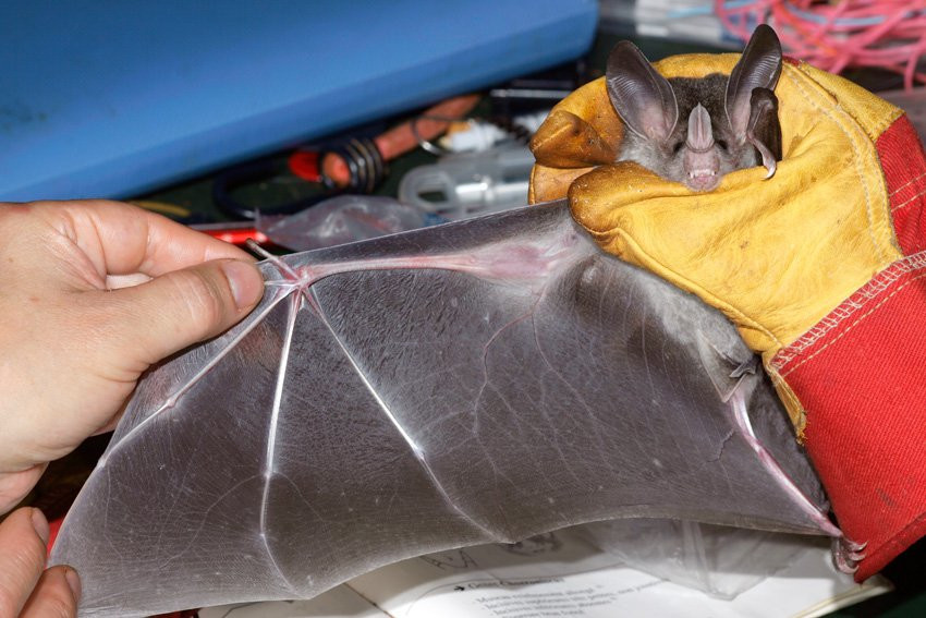 Французская Гвиана, фото № 2122 – фотографии Французской Гвианы