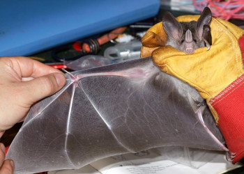 Французская Гвиана, фото № 2122 – фотографии Французской Гвианы