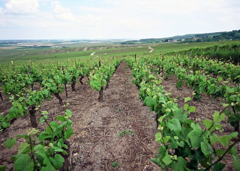 Плантации в Эперне, Франция. Фото 4 – фотографии Франции