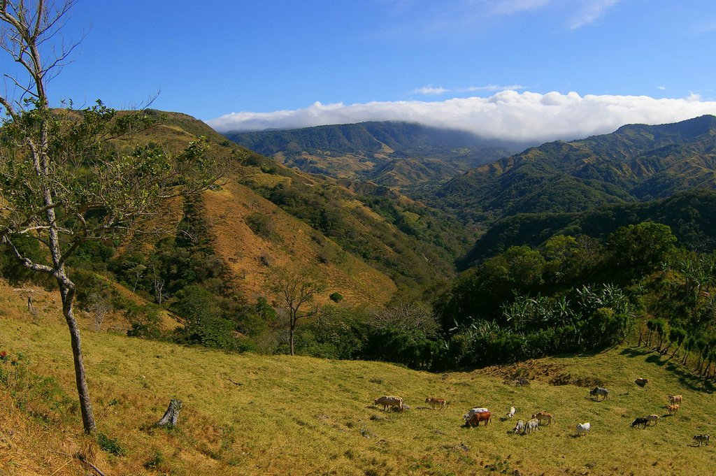 Монтеверде, Пунтаренас провинция, Коста-Рика, фото № 40727 – фотографии Коста-Рики