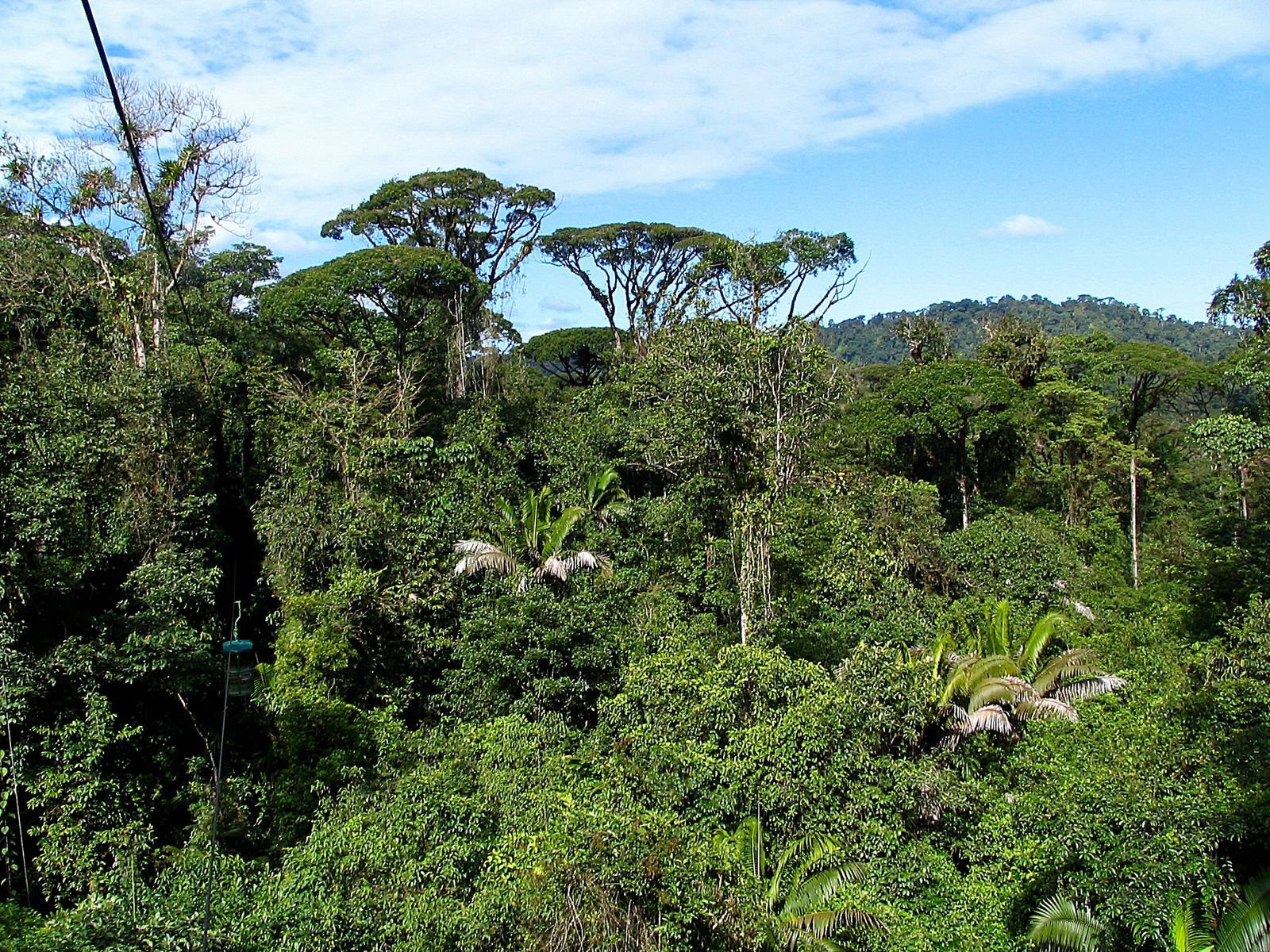 Тортугеро Национальный парк, Лимон провинция, Коста-Рика, фото № 40360 – фотографии Коста-Рики