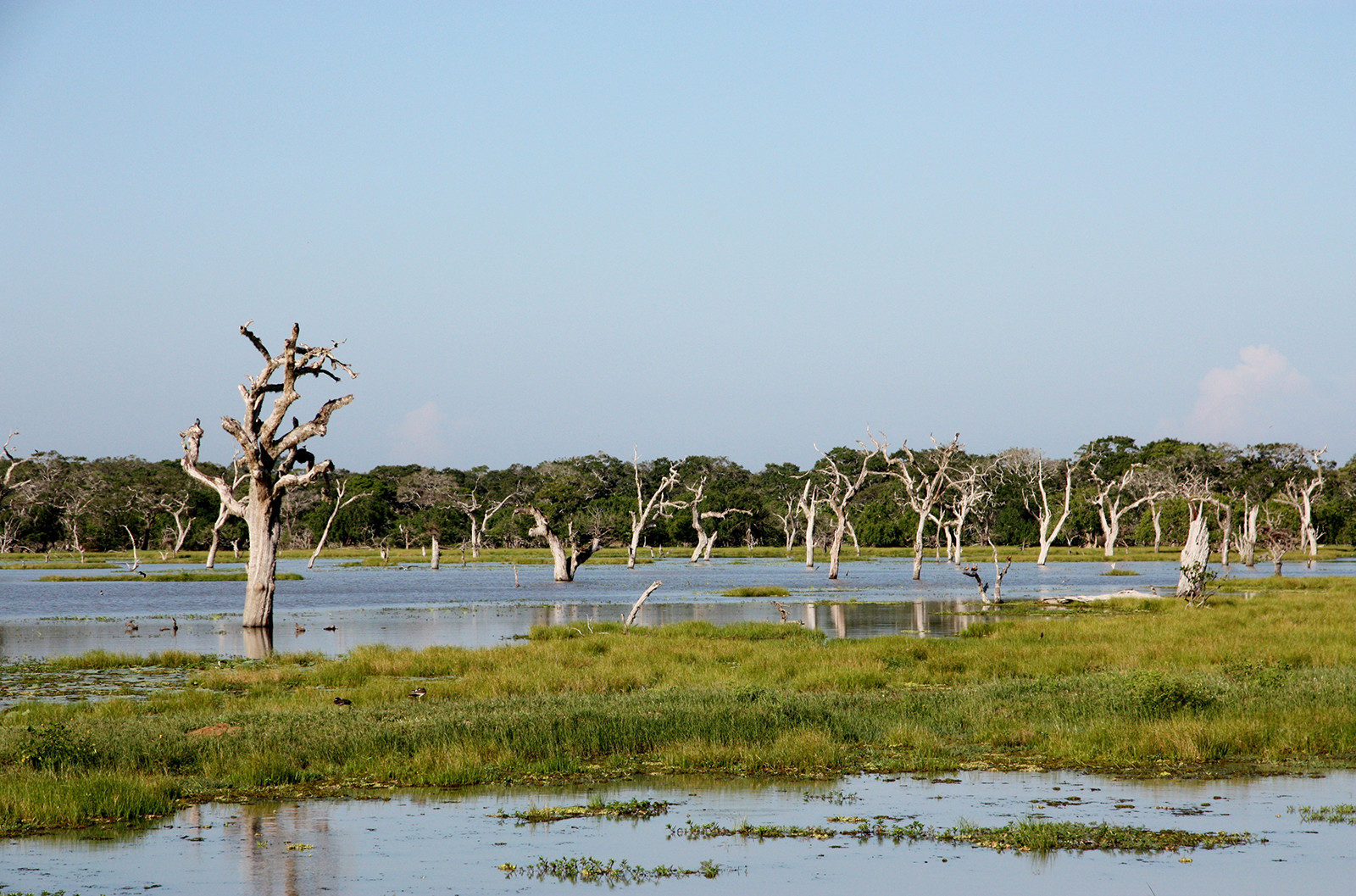 Национальный парк Яла (Yala National Park), Шри-Ланка. Фото 6 – фотографии Шри-Ланки