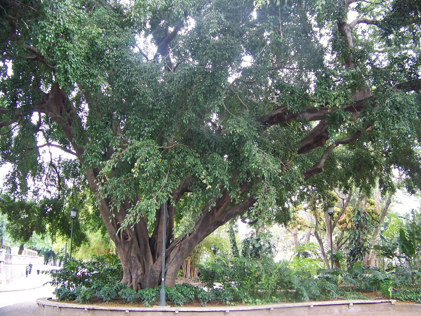 Сан Хосе, Сан Хосе провинция, Коста-Рика, фото № 41216 – фотографии Коста-Рики