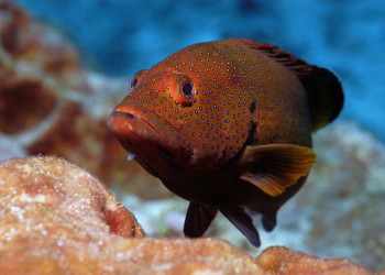 Косумель остров, Мексика, фото № 43917 – фотографии Мексики