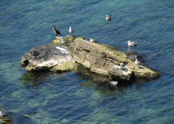 Птицы в Китене, Болгария – фотографии Болгарии