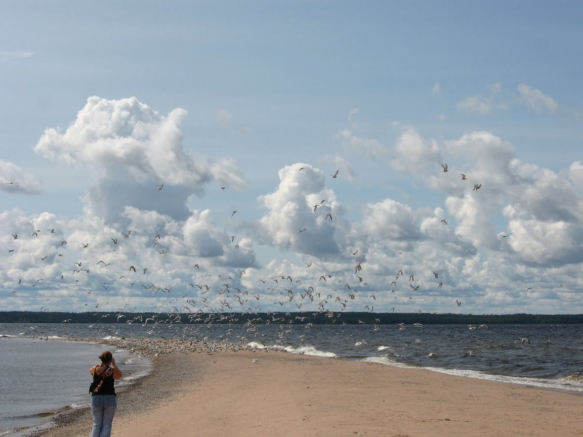 Птицы на Ладожском озере, Россия – фотографии России