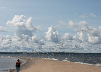 Птицы на Ладожском озере, Россия – фотографии России