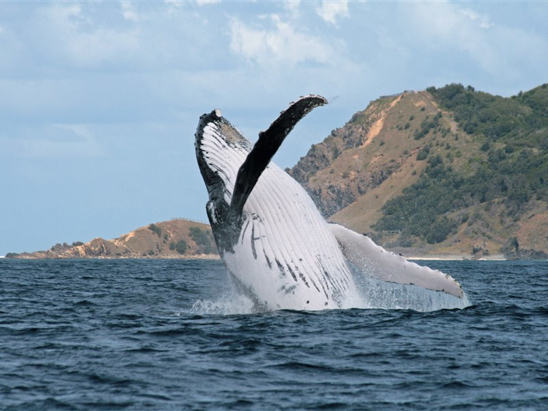 Кит в Байрон-Бэй – фотографии Австралии