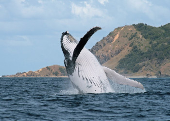 Кит в Байрон-Бэй – фотографии Австралии