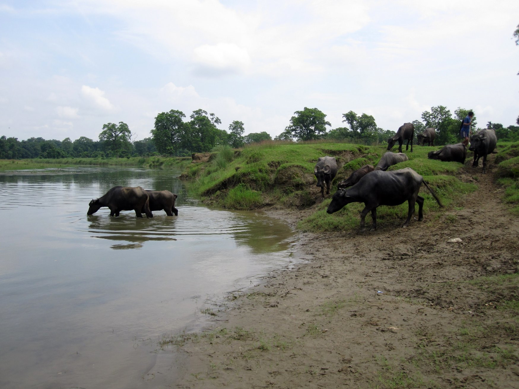 Читван Национальный Парк, Непал, фото № 79023 – фотографии Непала